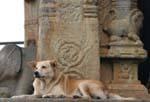 Perro mantiene la cantidad antes de que el oráculo, Gadaladeniya, Kandy, Ceilan Sri Lanka.