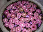 Regency Hotel Kandy, lavabo flor hospitalidad, Ceilan Sri Lanka.