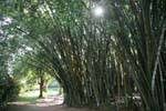 Bambú Parque Botánico, Peradeniya, Ceilan Sri Lanka.