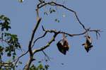 Fructivores Bat suspendidos, parque botánico, Peradeniya, Ceilan Sri Lanka.