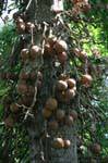 Fruta de Buda, Cannon bola del árbol, jardín botánico, Peradeniya, Ceilan Sri Lanka.