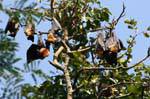 Cluster de murciélagos de la fruta del sueño, el Real Jardín Botánico, Peradeniya, Ceilan Sri Lanka.