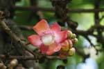 Flor en un árbol, el Real Jardín Botánico, Peradeniya, Ceilan Sri Lanka.