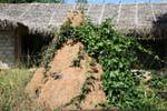 Gran montículo de termitas, Kurunegala, Ceilan Sri Lanka.