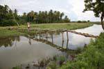 Cruzando un puente peatonal de madera frágil, camino Batukotuwa, Ceilan Sri Lanka.