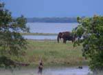 Elefantes en el Parque Nacional Kaudulla, camino Medirigiriya, Ceilan Sri Lanka.