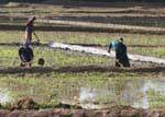Los agricultores que trabajan en un campo de arroz, Nalanda, Ceilan Sri Lanka.
