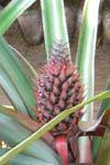 Infrutescencia Piña, jardín de especias Nalanda, Ceilan Sri Lanka.