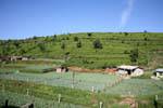 Cultivos de hortalizas en medio de plantaciones de té, Nuwara Eliya, Ceilan Sri Lanka.