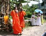 Monjes con túnicas azafrán y monjas, Kitulgala, Ceilan Sri Lanka.