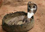 Cobra dejando a su carro, Sigiriya, Ceilan Sri Lanka.