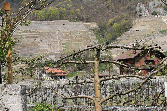 Ver una vid, vides y cultura, Aigle - Suiza