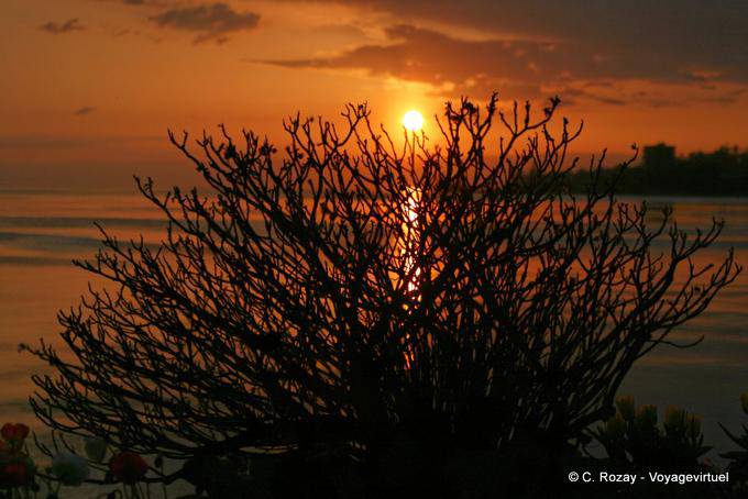 Zarza ardiente, Montreux - Suiza