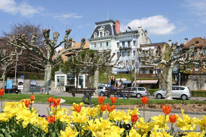 Tulipanes en el Quai Perdonnet, Vevey - Suiza