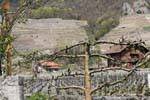 Ver una vid, vides y cultura, Aigle, Suiza.