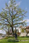 El árbol y la escultura, Perdonnet muelle, Vevey, Suiza.