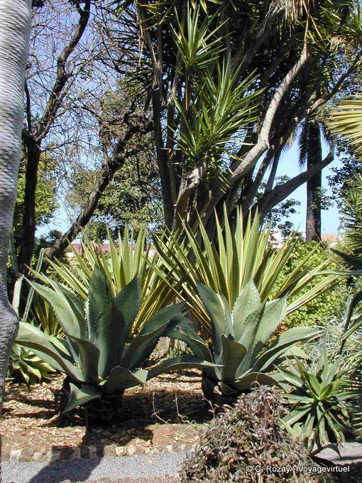Jardín Botánico, Tenerife