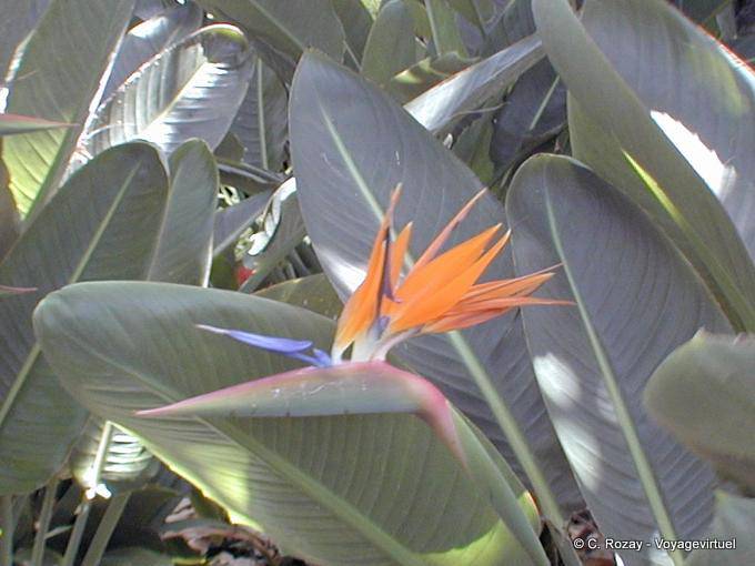 Flor en un jardín tropical, Tenerife
