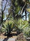 Jardín Botánico, Tenerife.