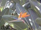Flor en un jardín tropical, Tenerife.