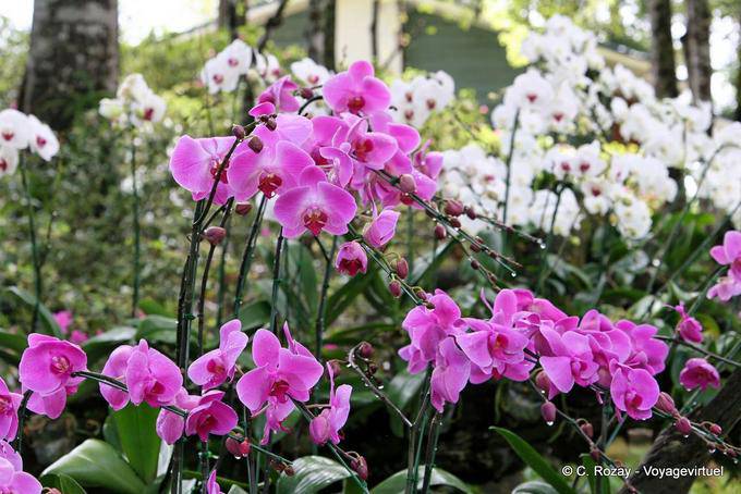 Orquídeas a montones, Phuping Palace, Chiang Mai - Tailandia