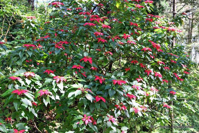 Flor de Pascua, Estrella de Navidad, Phuping Palace, Chiang Mai - Tailandia