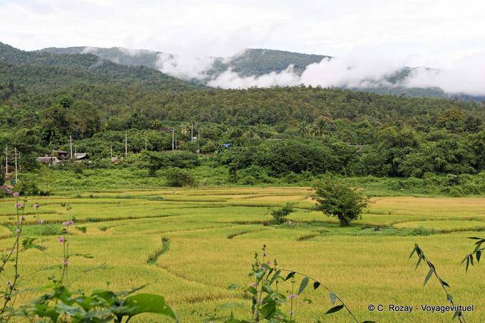 Campo alrededor de Chiang Mai - Tailandia