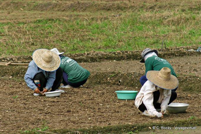 Los agricultores que plantan, Chiang Mai - Tailandia