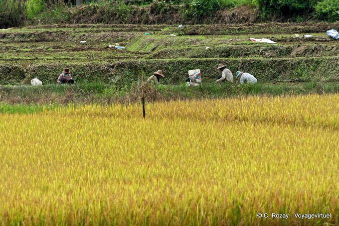 El trabajo en los campos, Chiang Mai - Tailandia