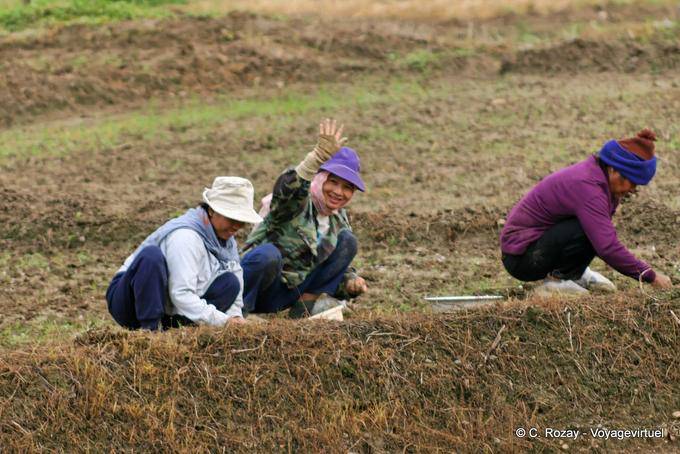 Cuco amable, Chiang Mai - Tailandia