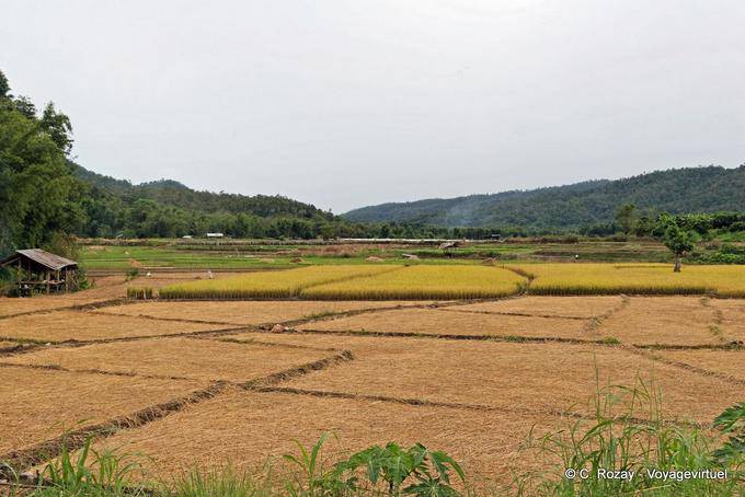 Los campos en el valle, de Chiang Mai - Tailandia