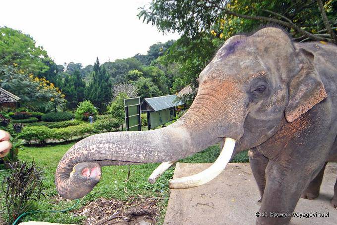 Un elefante, Wat Doi Suthep, Chiang Mai - Tailandia
