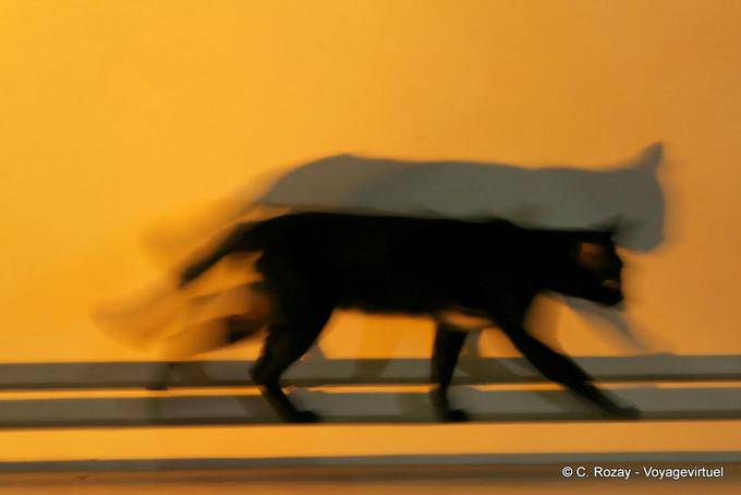 Chat en la vida nocturna, el Wat Phra Singh, de Chiang Mai - Tailandia