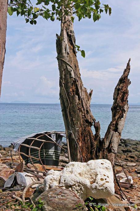 Árbol muerto en la playa, Koh Phi Phi - Tailandia