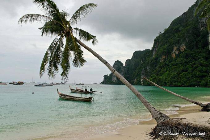 Palmera que se inclina en Tonsai Bay, Koh Phi Phi - Tailandia