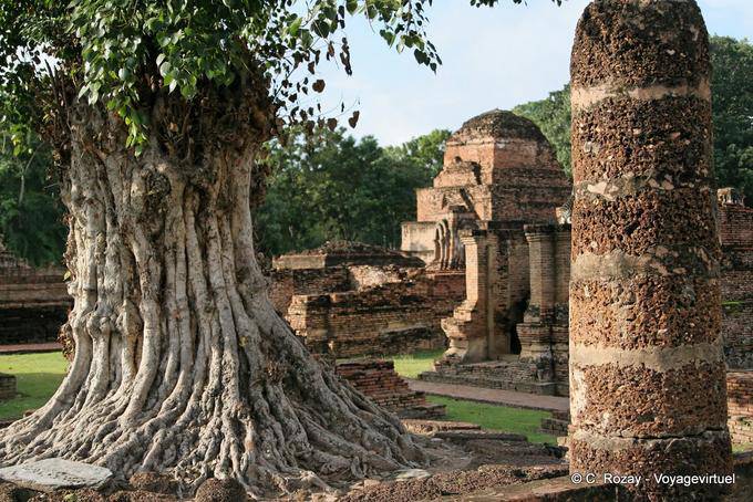 Con un tronco de árbol torturado, Sukhothai, Sukotai - Tailandia