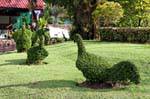 Topiary Gallináceos, Wat Yai Chai Mongkol, Ayutthaya, Tailandia.