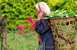 Mujer campesina llevando la cesta con la cabeza, de Chiang Mai, Tailandia.