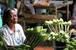 Lotus, preparación de ofertas, Wat Doi Suthep, Chiang Mai, Tailandia.