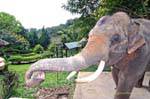 Un elefante, Wat Doi Suthep, Chiang Mai, Tailandia.