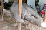 Elefante Juego, Patong, Phuket, Tailandia.