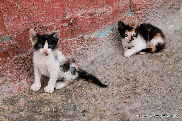 Bizerta, gatitos sorprendidos - Túnez