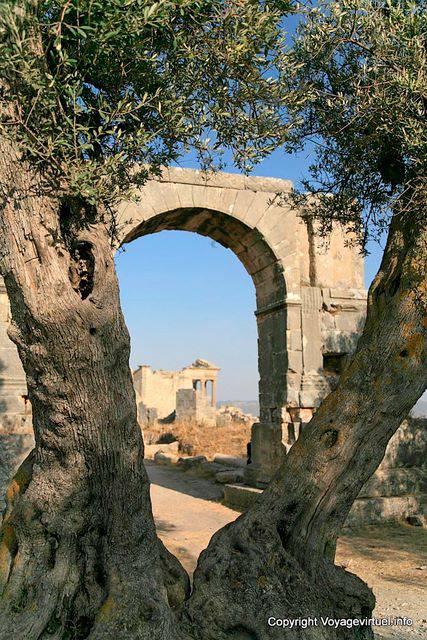 Dougga, Arco de Severo Alejandro entre olivos - Túnez