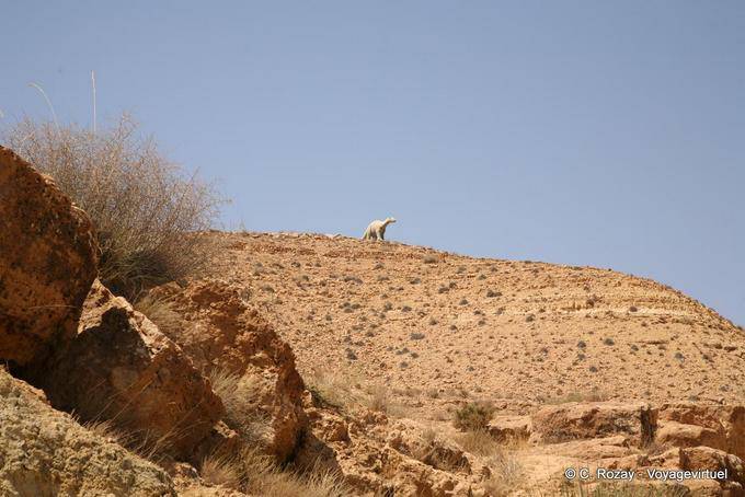 Diplodocus en el Djebel Bir Miteur - Túnez