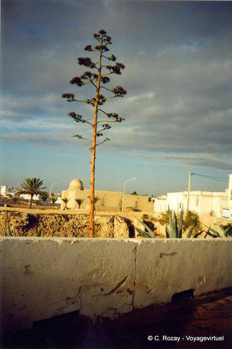 Aloe, Djerba, Houmt Souk - Túnez