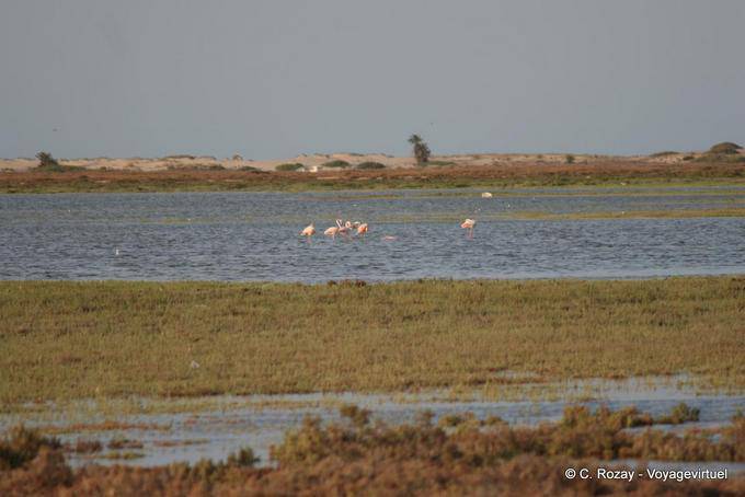 Flamencos en la laguna, de Yerba - Túnez