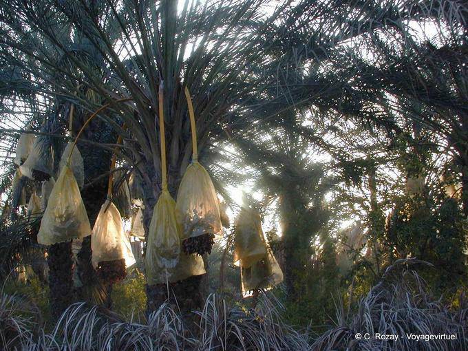 Oasis de Douz, fechas de protección - Túnez