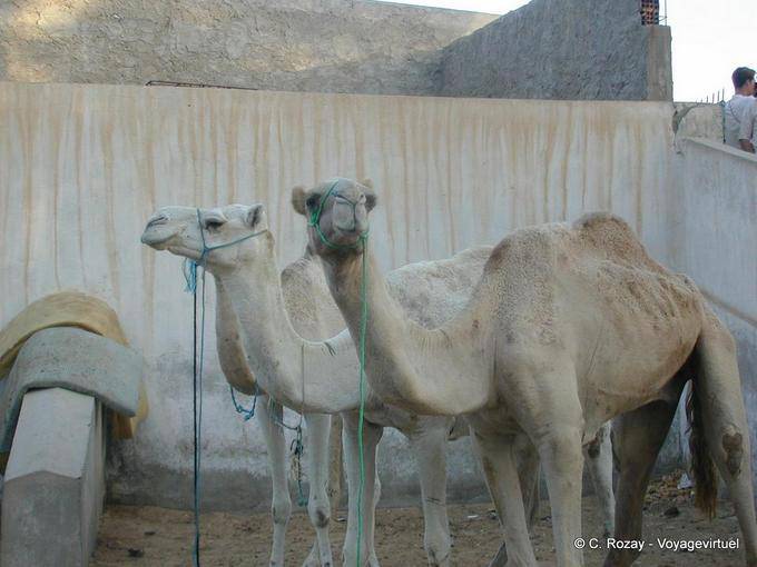 Camellos en el mercado de Douz - Túnez