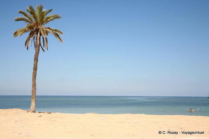 Palmera típica y playa, islas Kerkennah - Túnez