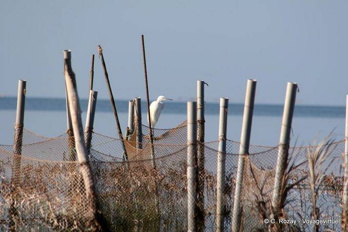 Garza blanca en la red, Ouled Kacem, Islas Kerkennah - Túnez